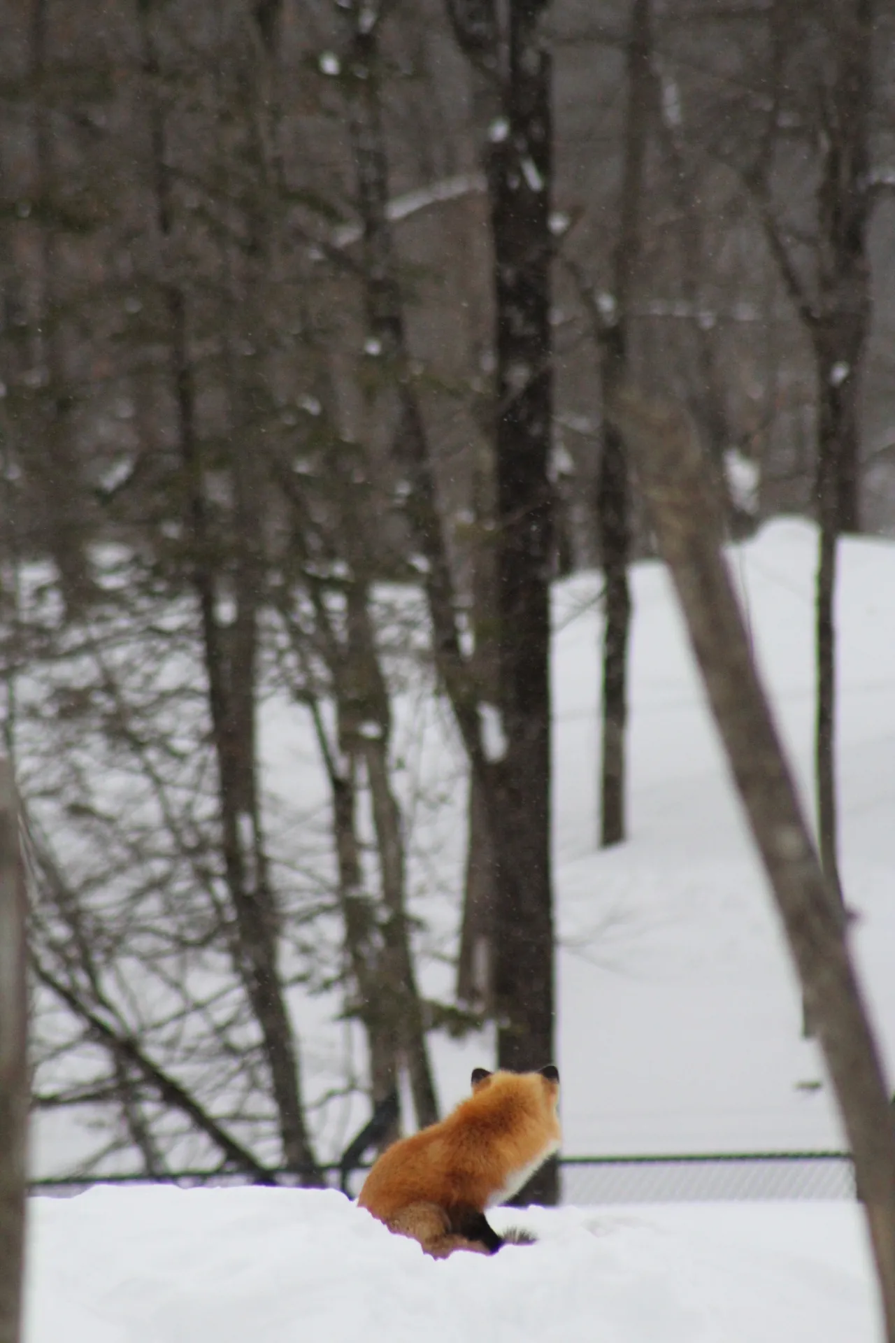 Photographie de Canada - 8