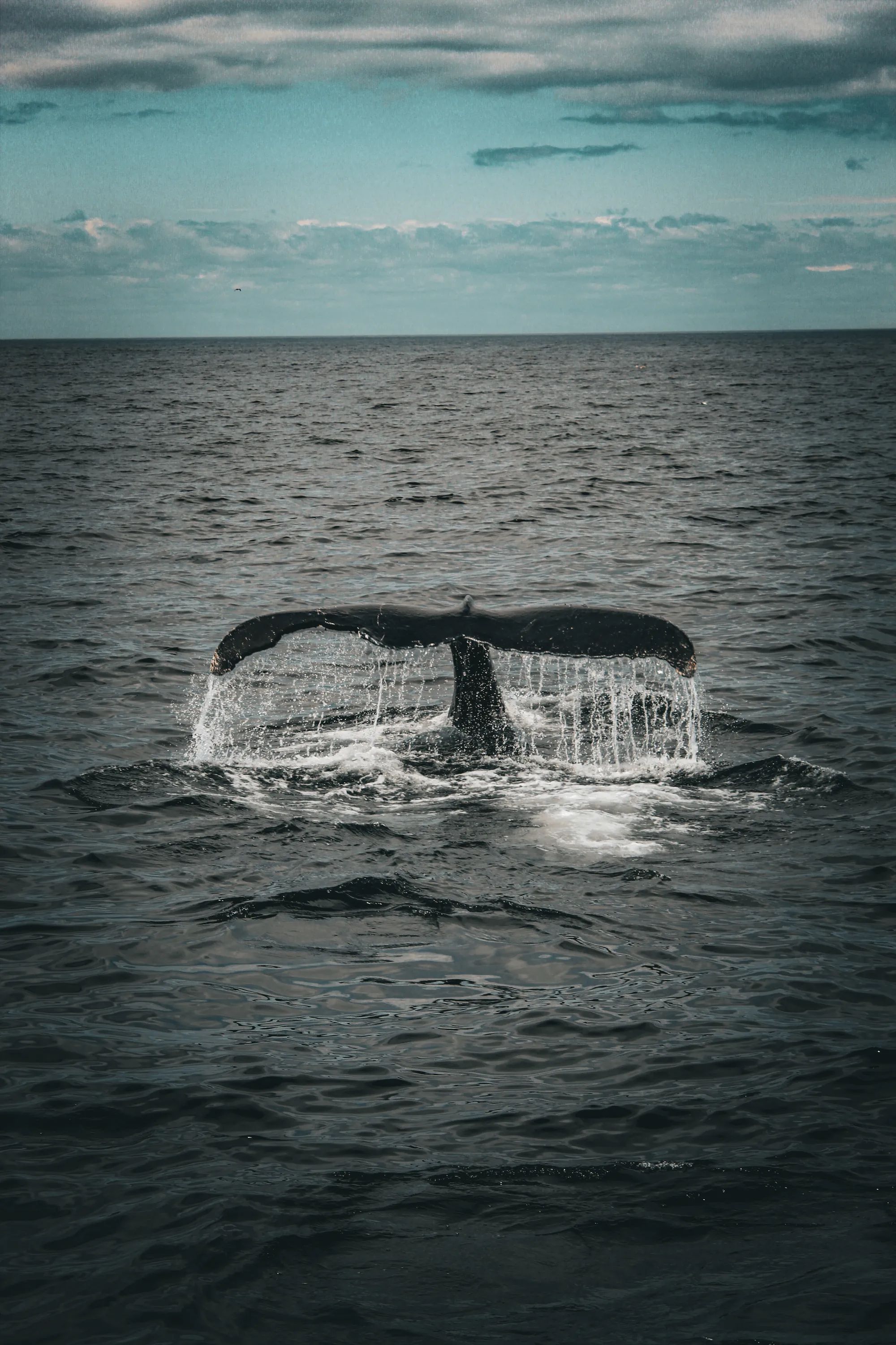 Photographie de Cape Cod - 9