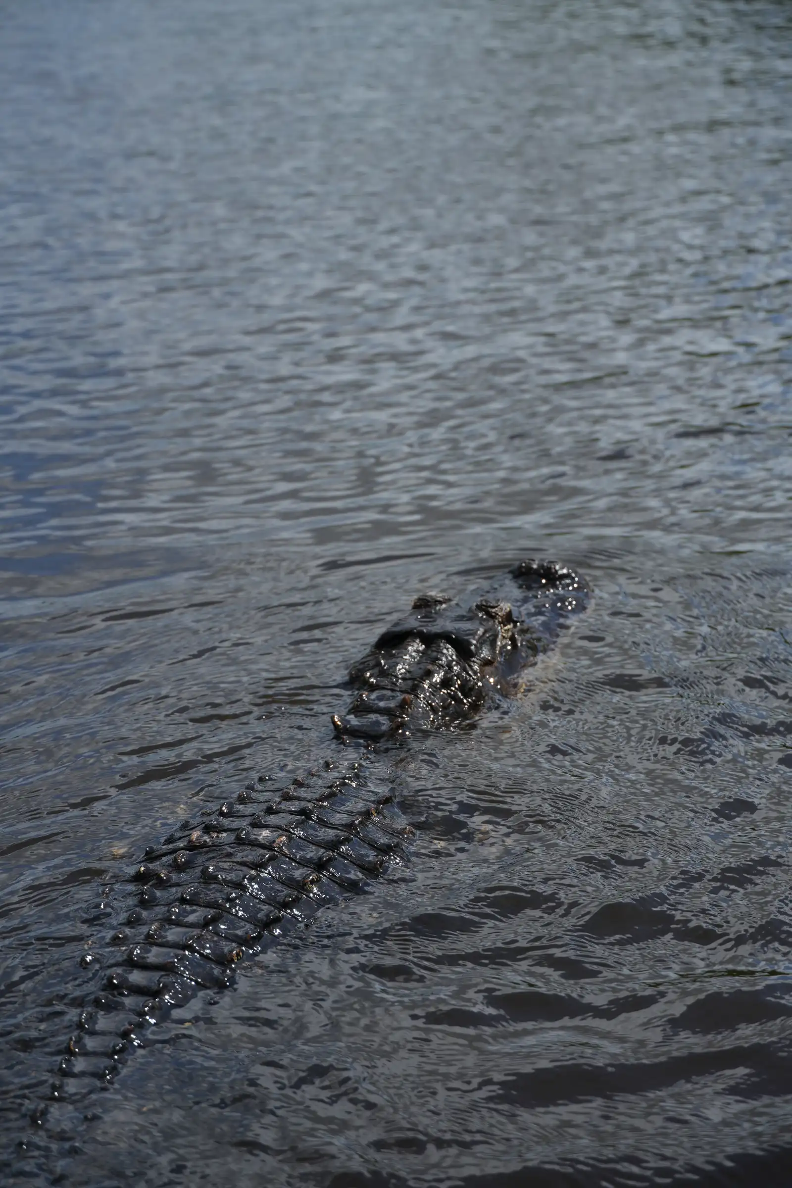 Visual exploration of Everglades, featuring a timeless aesthetic.