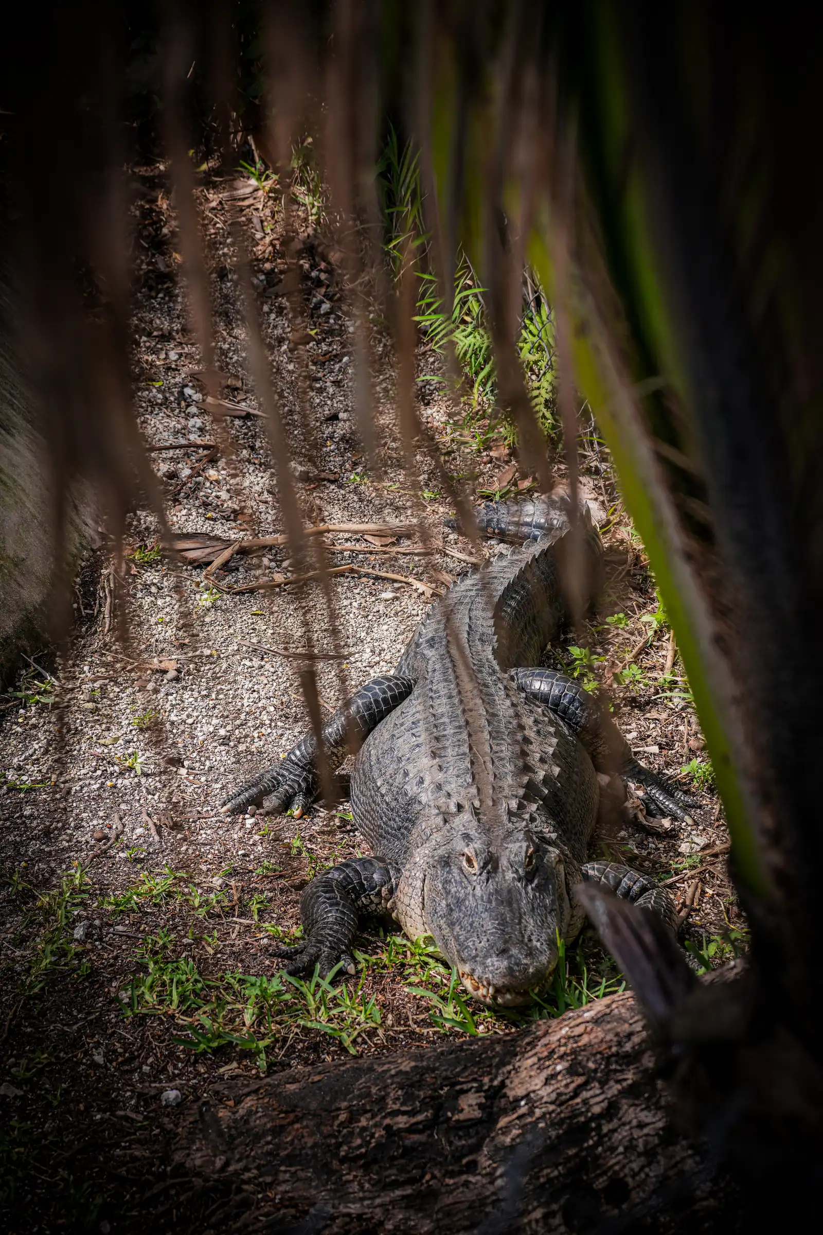 A timeless view of Everglades. artistique
