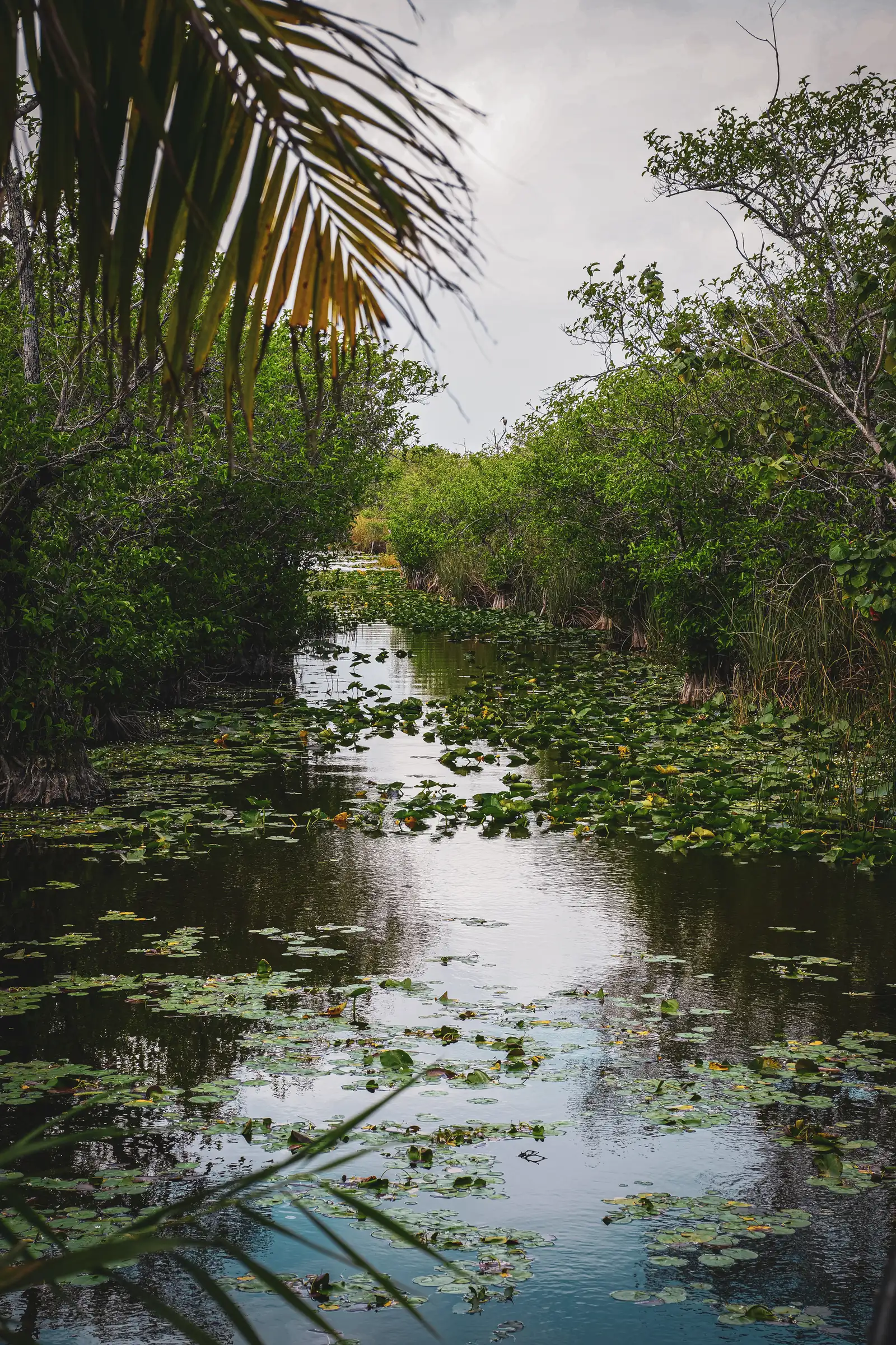 Visual exploration of Everglades, featuring a timeless aesthetic.