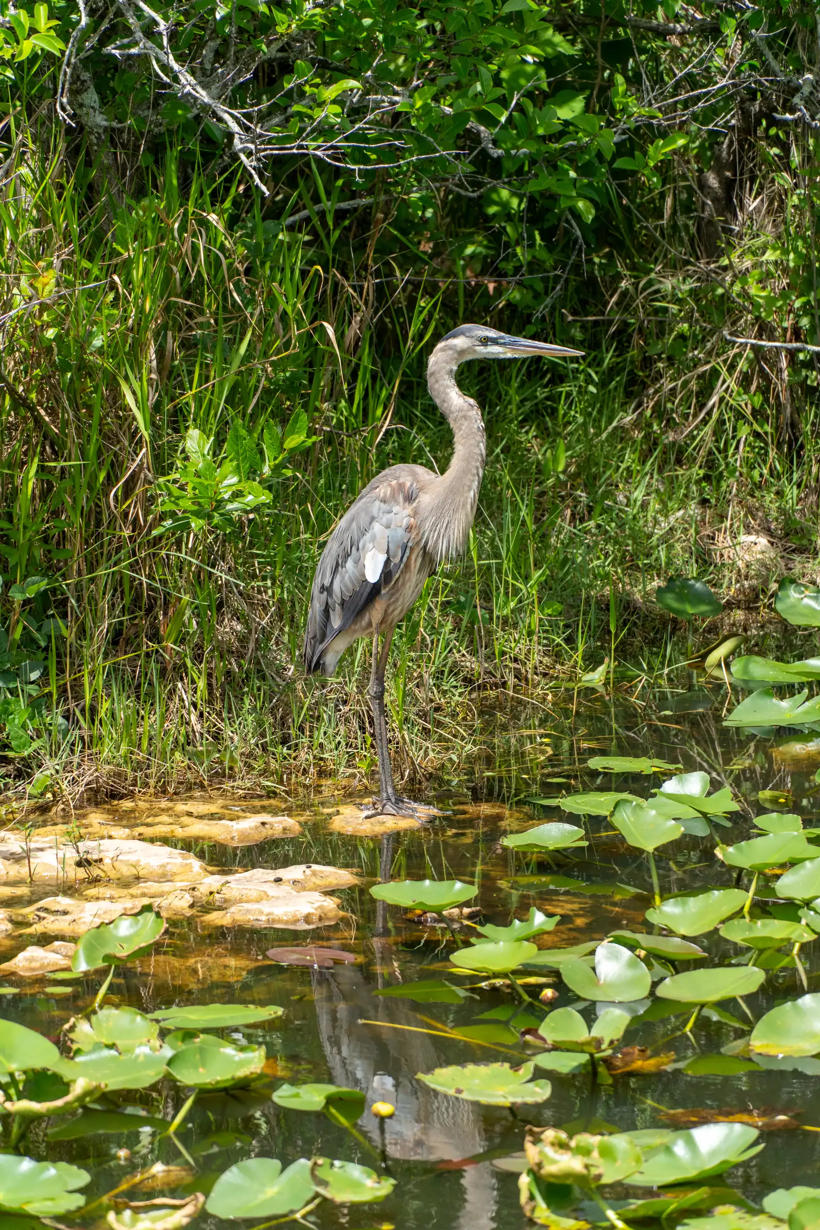 A timeless view of Everglades. artistique