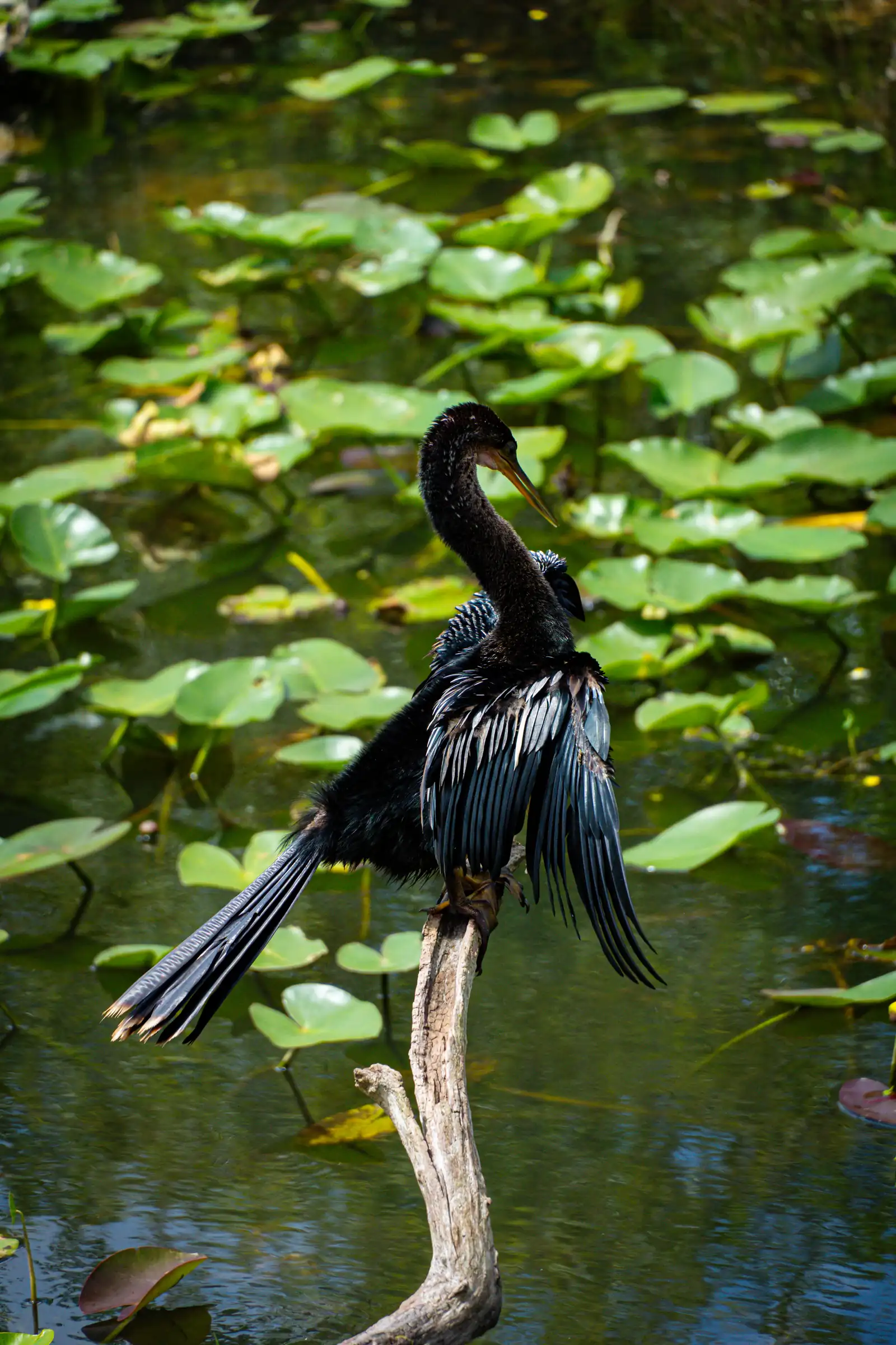 The retro atmosphere of Everglades, a artistique shot.