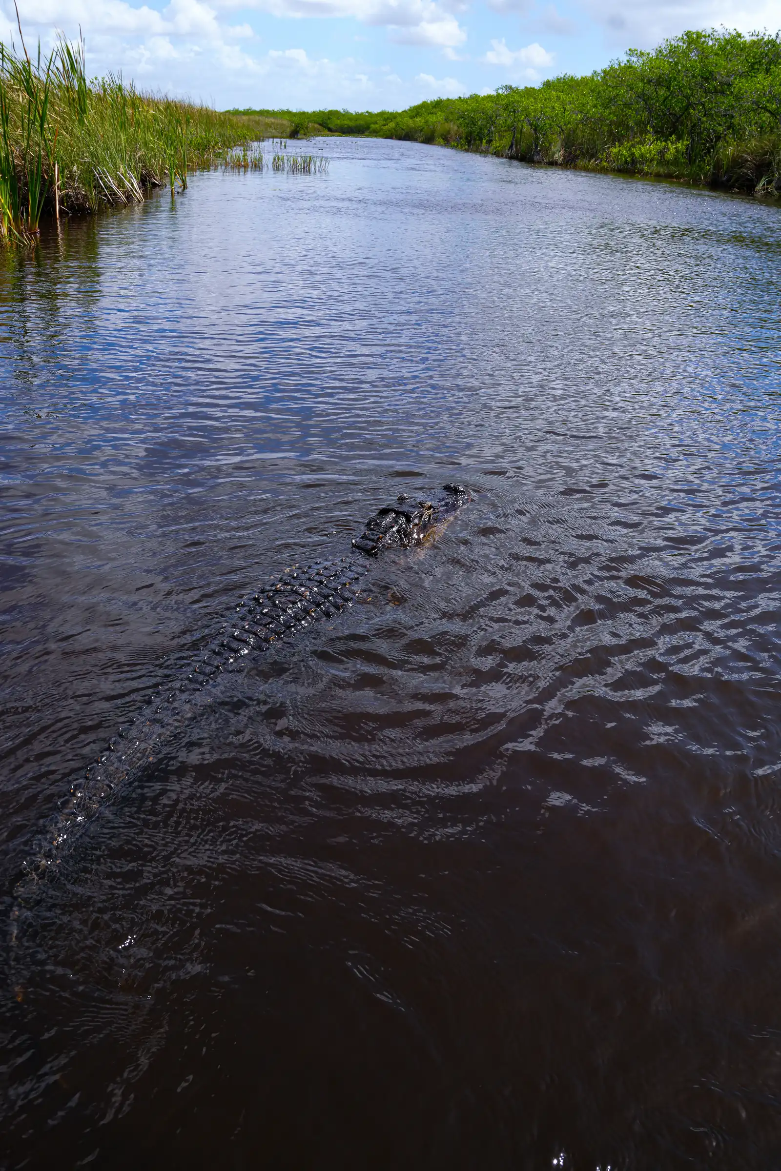 A retro view of Everglades. artistique