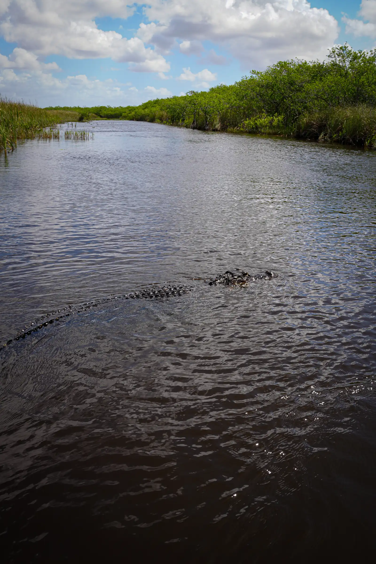 Visual exploration of Everglades, featuring a nostalgic aesthetic.