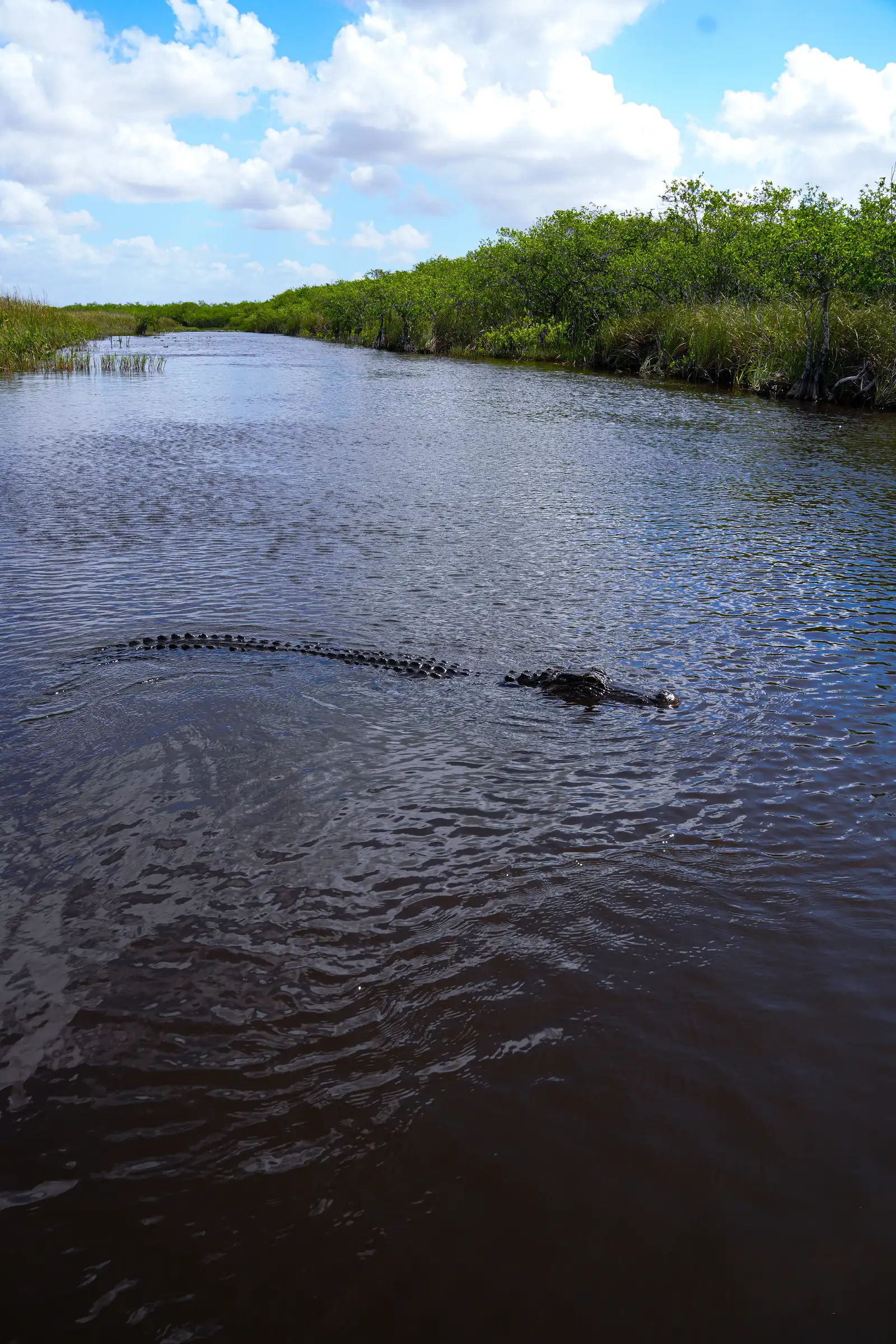 A retro view of Everglades. artistique