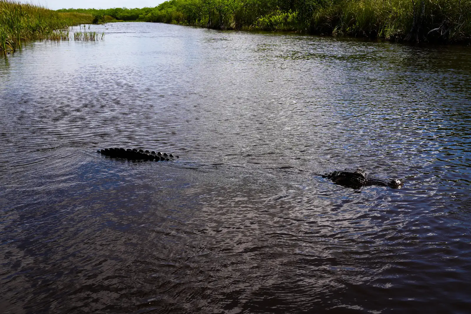 The retro atmosphere of Everglades, a artistique shot.