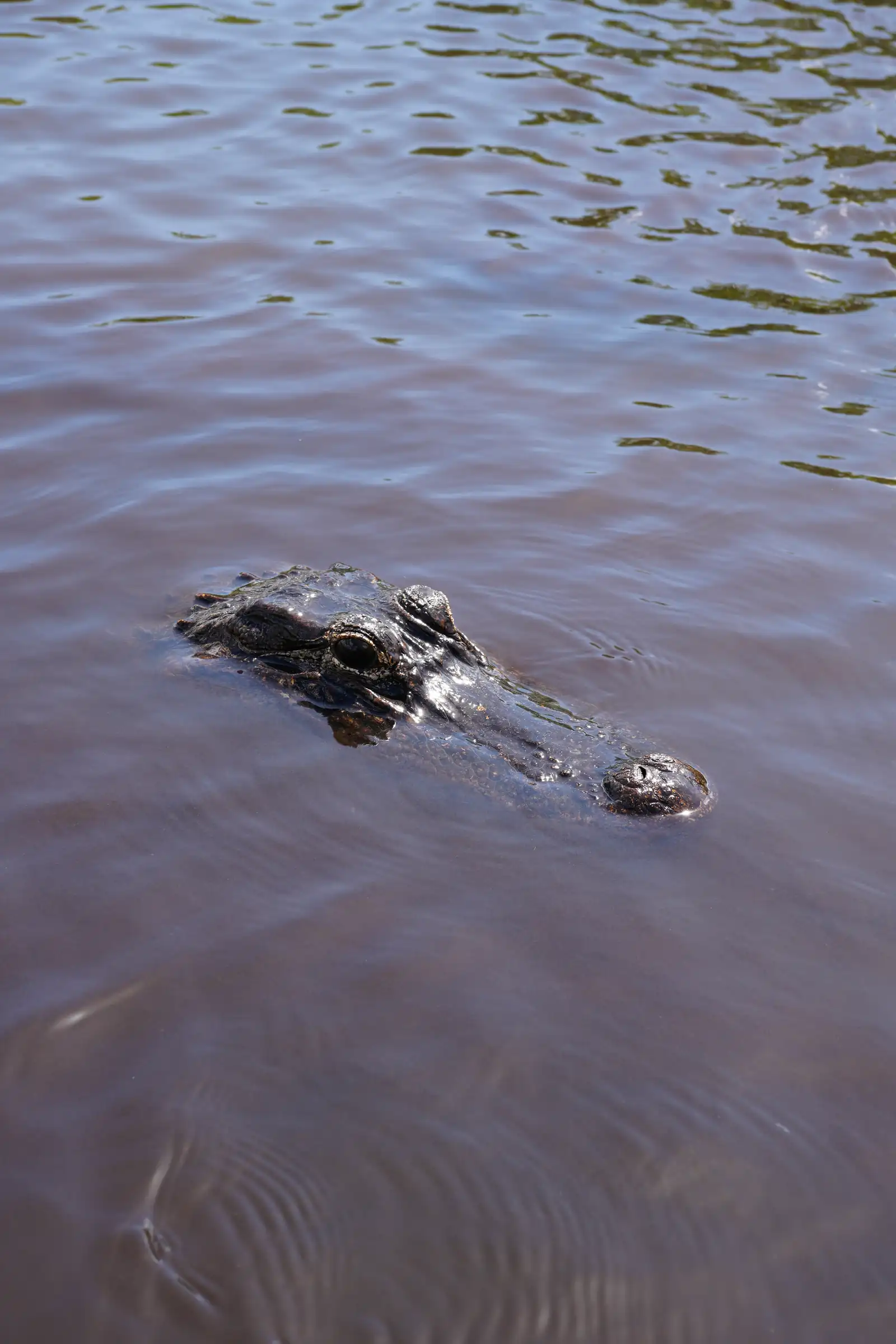 Capturing the nostalgic essence of Everglades. Photo by Romain Charretteur.