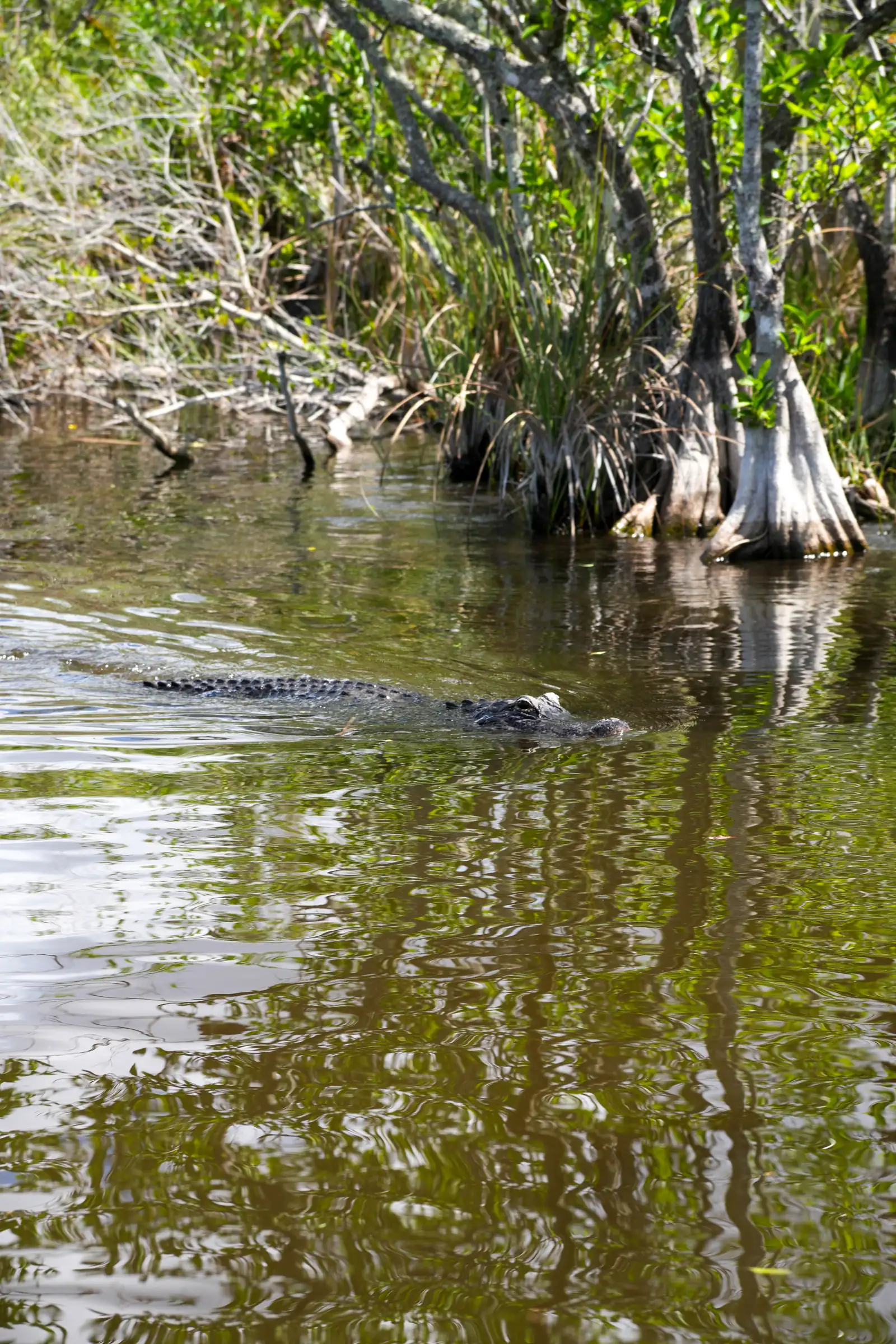The retro atmosphere of Everglades, a artistique shot.