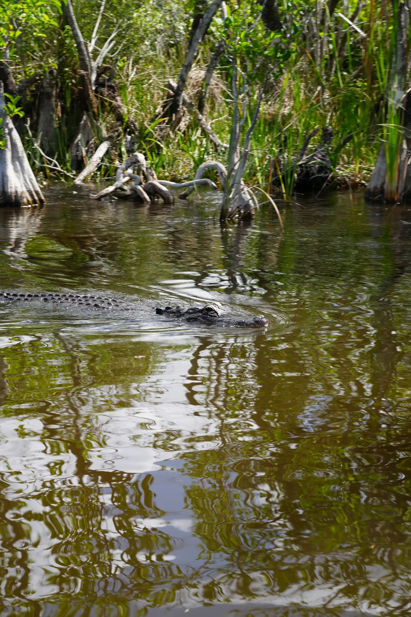 A timeless view of Everglades. artistique