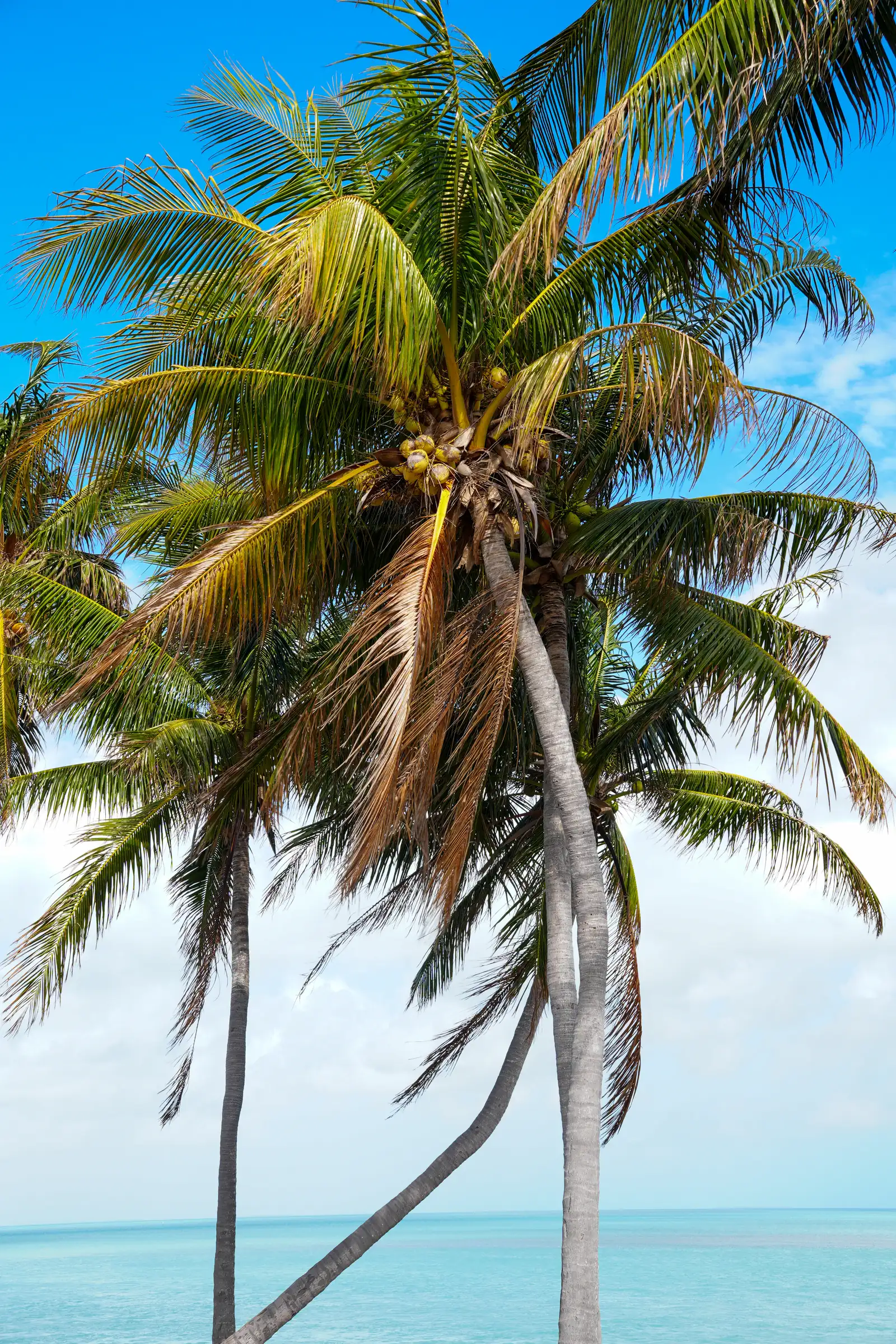 A bright and clear view of Keys. bright and clear
