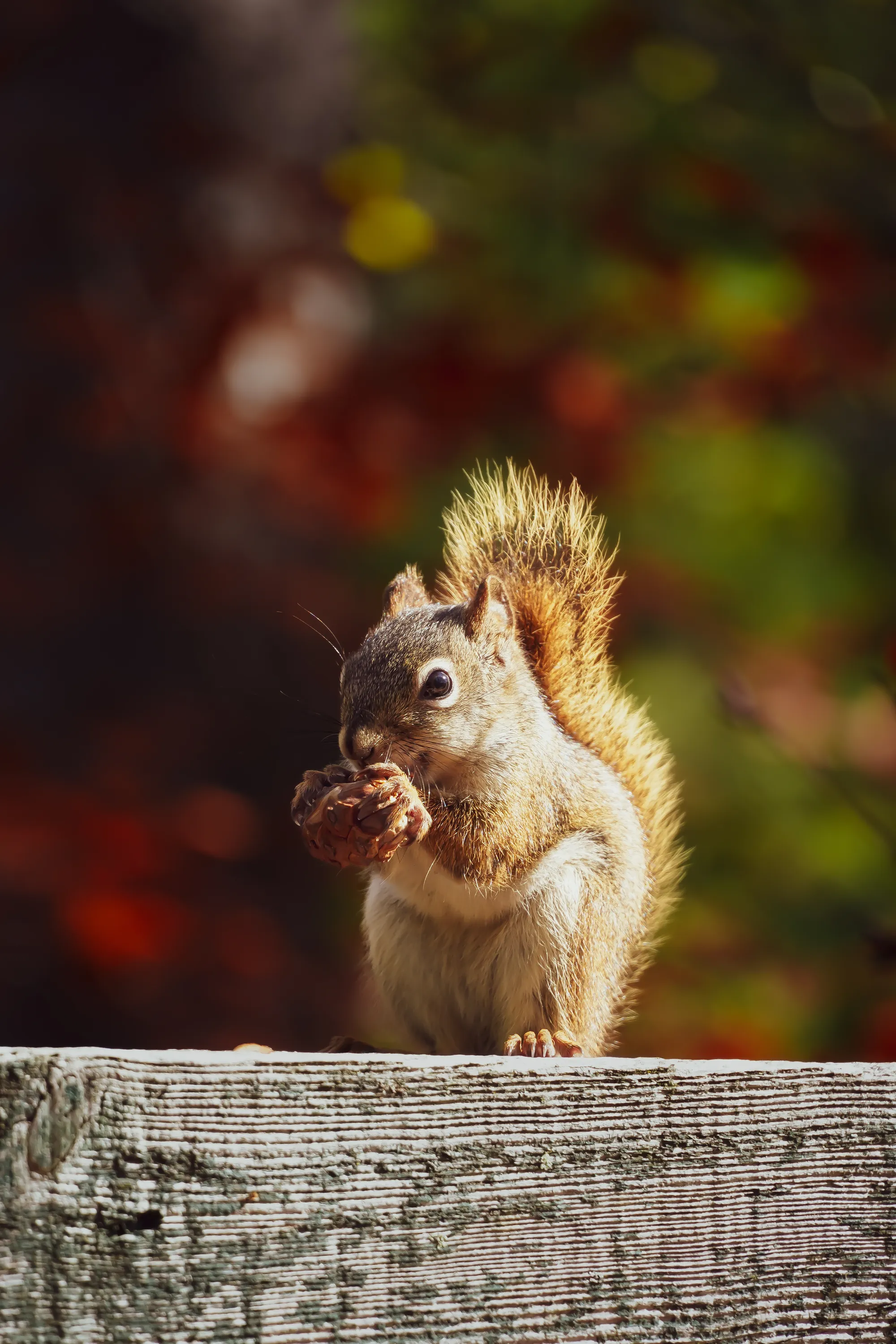 Photographie de New Hampshire - 1