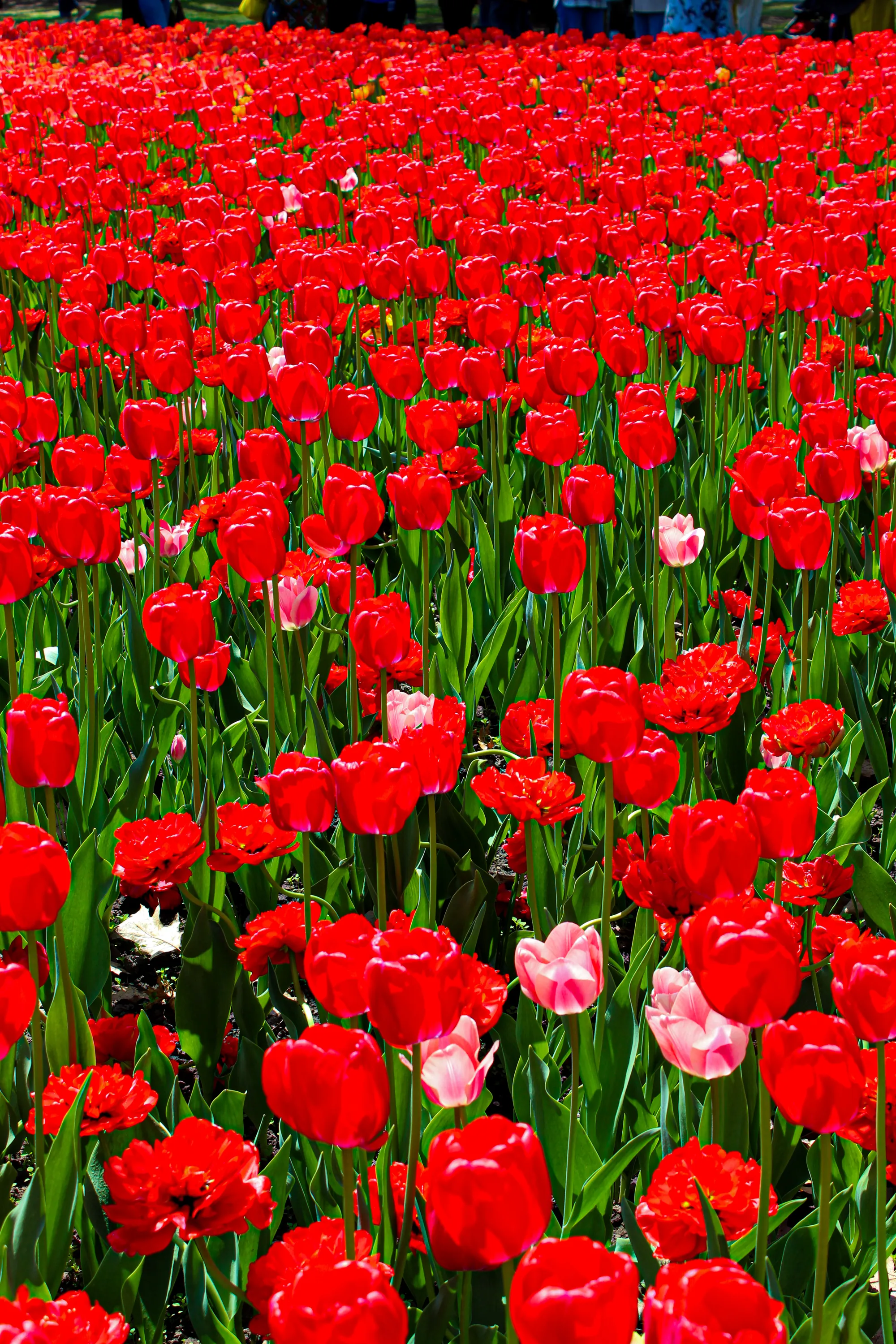 Photographie de Ottawa - 3