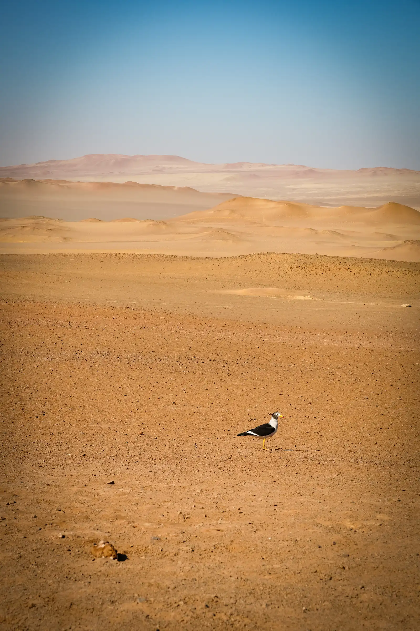 Capturing the unique essence of Peru. Photo by Romain Charretteur.