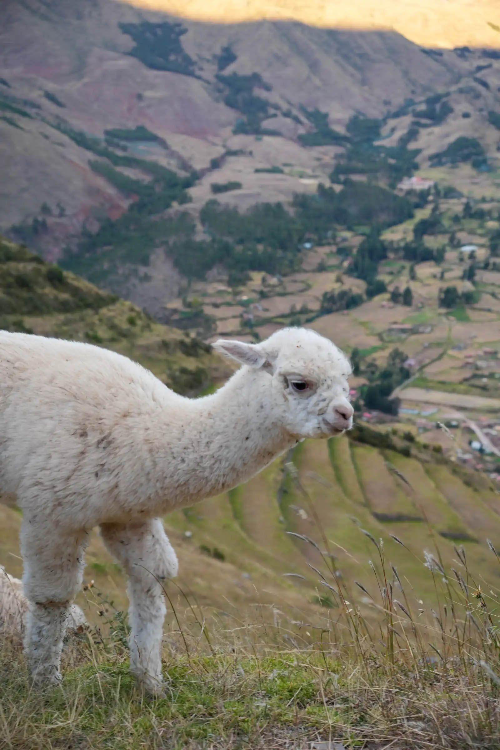 The unique atmosphere of Peru, a artistique shot.